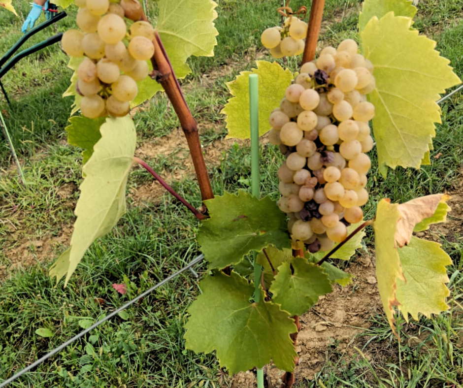 Belo grozdje v vinogradu Malec