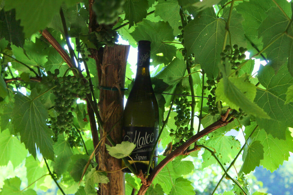 Buteljka belega vina Vinogradništva Malec iz Jeruzalema, pridelanega v vinorodni pokrajini Jeruzalema.