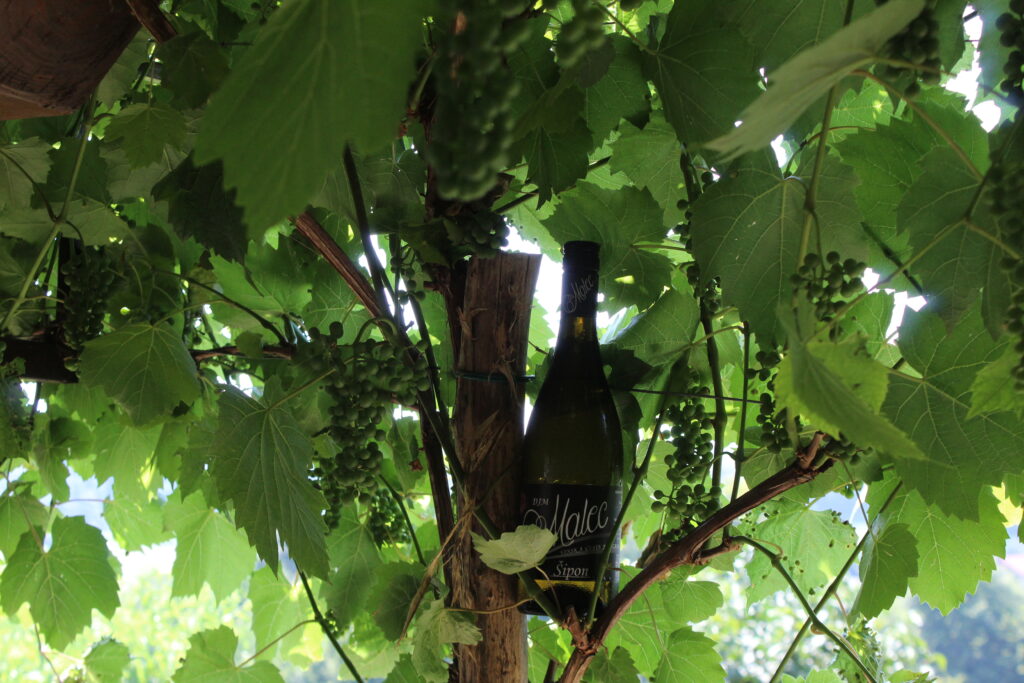 Buteljka vina Vinogradništva Malec med zorečim grozdjem v poletnem vinogradu v Jeruzalemskih goricah.
