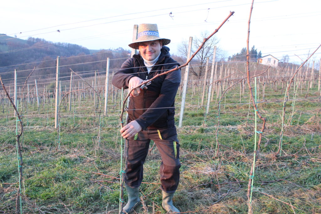 Lastnik Vinogradništva Malec med zimsko rezjo trte skrbno oblikuje trs za novo rastno sezono. S premišljenim rezanjem in dolgoletnimi izkušnjami postavlja temelje za zdrav vinograd, kakovostno grozdje in vrhunsko vino.